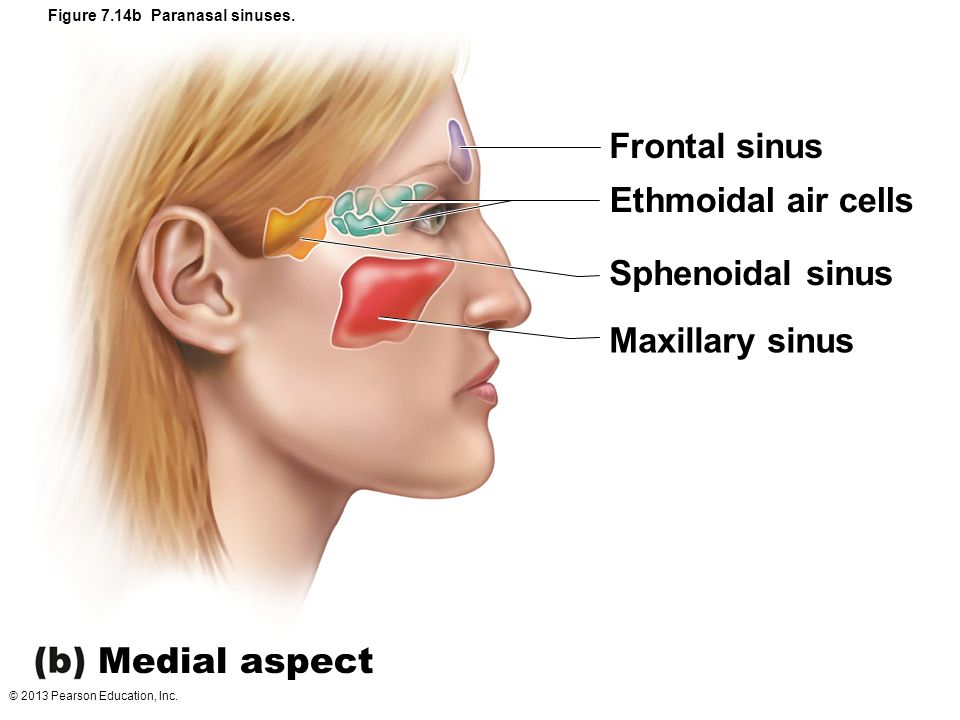 ethmoid,palatine frontal sinusethmoidal air cells(sinus)sphenoidal sinus