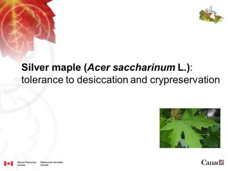 Silver maple (Acer saccharinum L