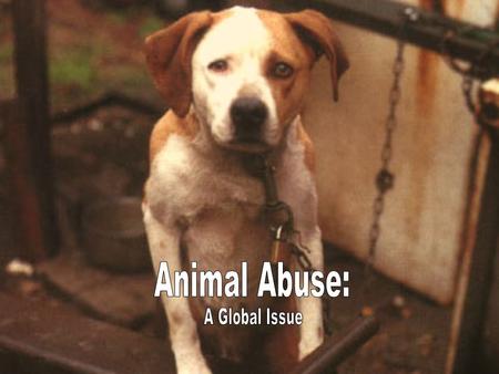 Animal abuse occurs when an animal, domesticated or wild, is harmed physically intentionally or not. The physical abuse, if it doesnt lead to death, can.
