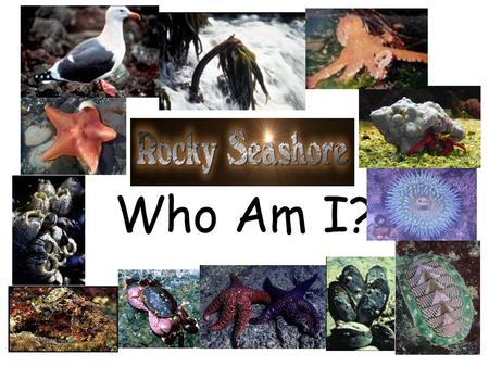 Who Am I?. I have five arms and hundreds of tiny tube feet. Who Am I? Pick your answer.
