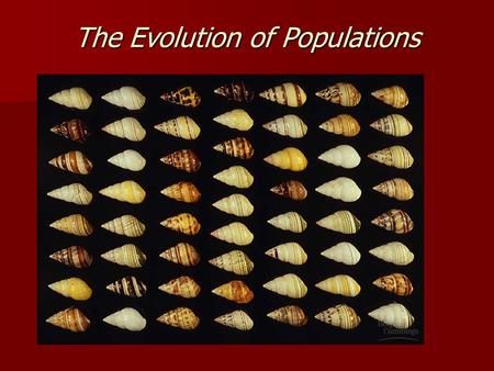 The Evolution of Populations