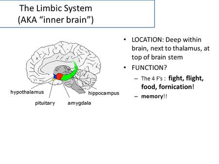 The Limbic System (AKA “inner brain”)