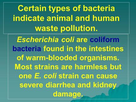 Certain types of bacteria indicate animal and human waste pollution.
