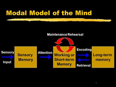 Modal Model of the Mind Long-term memory Working or Short-term Memory