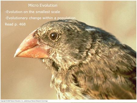 Micro Evolution -Evolution on the smallest scale