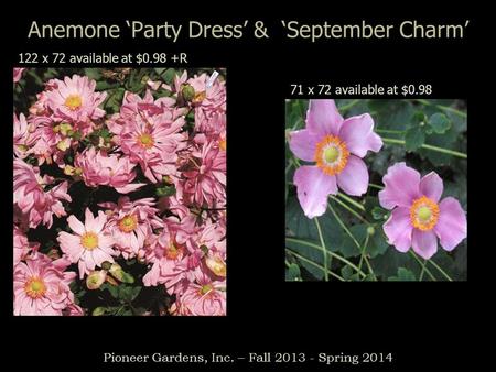 Anemone ‘Party Dress’ & ‘September Charm’