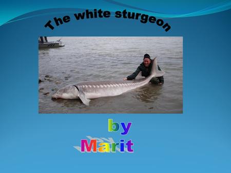 Down the Upper Columbia River live white sturgeon. This is the story of a little Sturgeon and how it lived. Once there was a big mom sturgeon. It was.