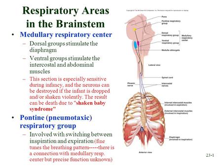 Respiratory Areas in the Brainstem