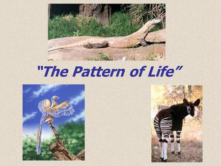 “The Pattern of Life”.
