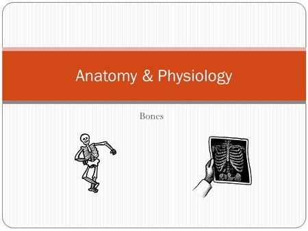 Anatomy & Physiology Bones.