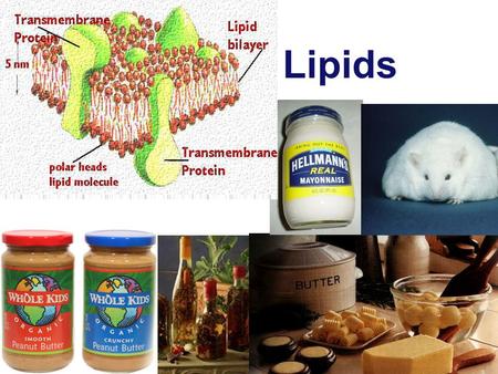 Lipids 2003-2004.