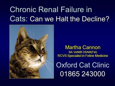 Chronic Renal Failure in Cats: Can we Halt the Decline?
