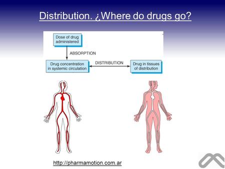 Distribution. ¿Where do drugs go?