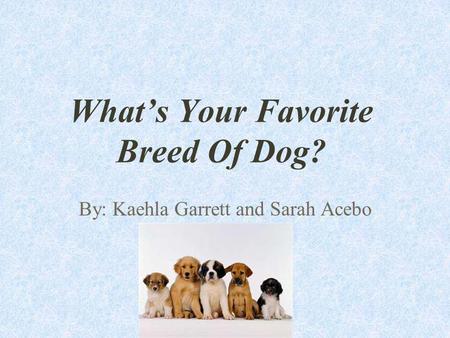 What’s Your Favorite Breed Of Dog?