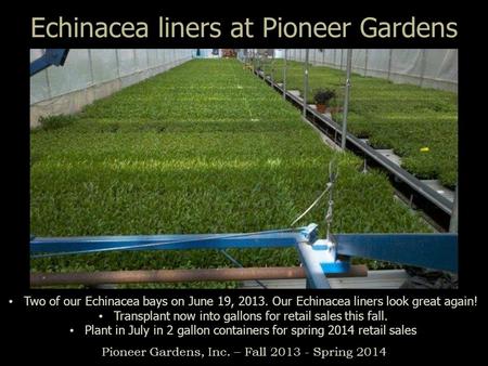 Echinacea liners at Pioneer Gardens