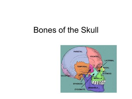 Bones of the Skull.