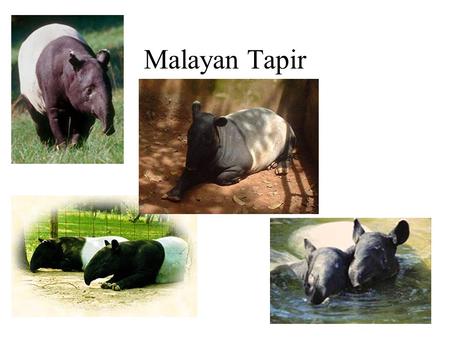 Malayan Tapir. What is a Malayan Tapir? A Malayan Tapir is a mammal thats relatives are the horse and rhinoceros. Malayans are incredibly endangered.