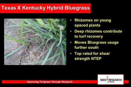 Texas X Kentucky Hybrid Bluegrass