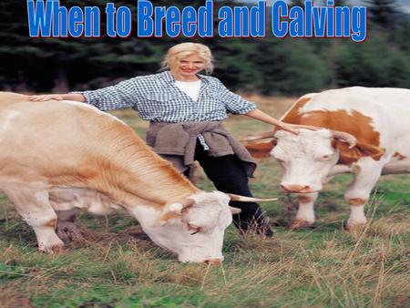 When To breed Heifers Size- #1 consideration when breeding yearling heifers. Size- #1 consideration when breeding yearling heifers. Heifers should weigh.