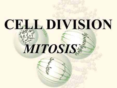 CELL DIVISION MITOSIS.