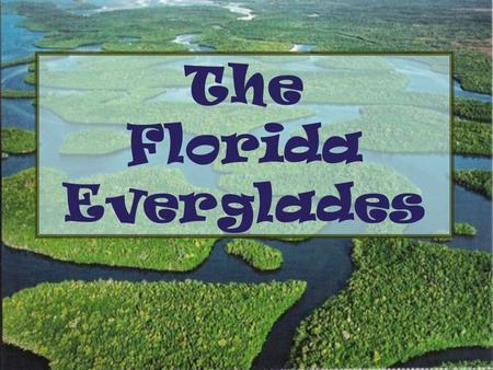 The Florida Everglades. The Everglades is also known as A: The Lake of Water Lilies B: The River of Grass C: The River of Mangroves D: The River of Sawgrass.