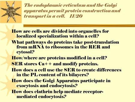 The endoplasmic reticulum and the Golgi apparatus permit protein construction and transport in a cell. 11/20 How are cells are divided into organelles.