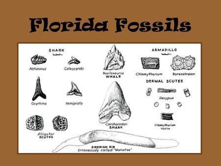 Florida Fossils.