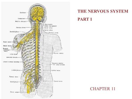 THE NERVOUS SYSTEM PART 1 CHAPTER 11.