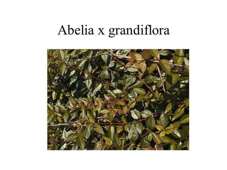 Abelia x grandiflora.