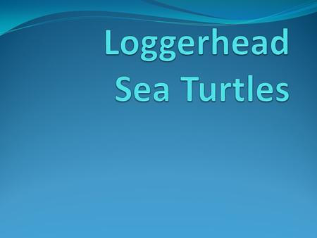 The Loggerhead Sea Turtle is the South Carolina State Reptile.