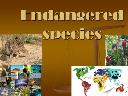 Endangered species. Endangered species is a population of organism which is at a risk of becoming extinct due to few in number, threatened by changing.