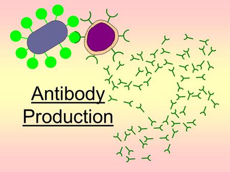 Antibody Production.