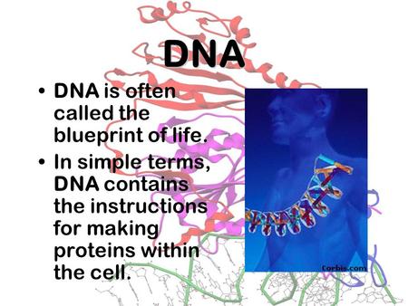 DNA DNA is often called the blueprint of life.