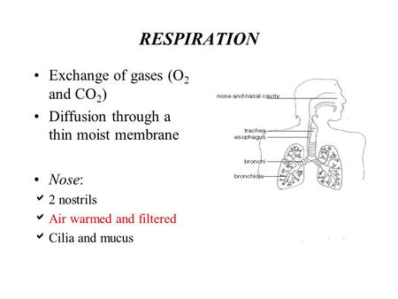 RESPIRATION Exchange of gases (O2 and CO2)