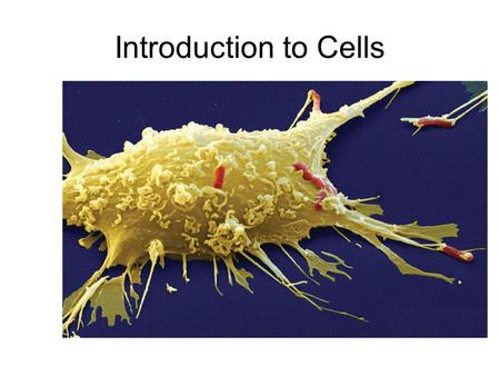 Introduction to Cells.