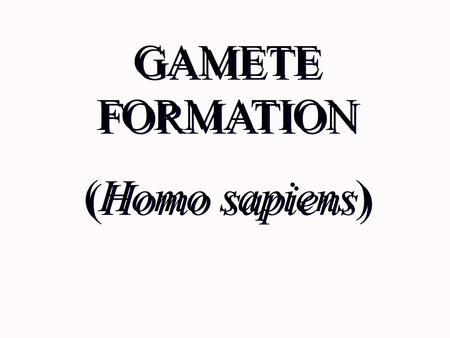 GAMETE FORMATION (Homo sapiens).