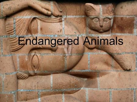 Endangered Animals. Ceramic Art Ceramics (art) Ceramics and ceramic art in the art world means artwork made out of clay bodies and fired into the hardened.