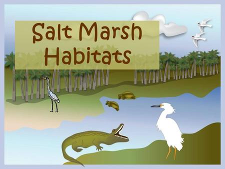 Salt Marsh Habitats.