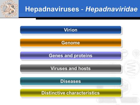 Hepadnaviruses - Hepadnaviridae
