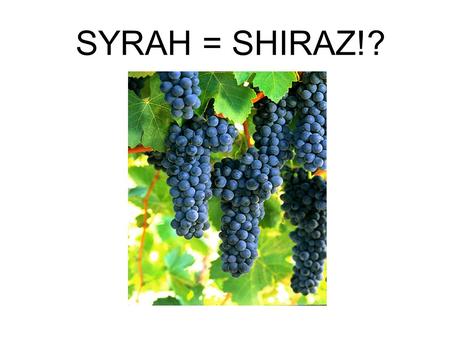 SYRAH = SHIRAZ!?. Menu Pre-taster: Esk Valley Verdehlo, 2009 Madeira, and beyond... 2 vineyard blend: gravel meets silty gravel, 11 year old vines. 60%