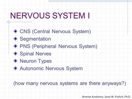 NERVOUS SYSTEM I CNS (Central Nervous System) Segmentation