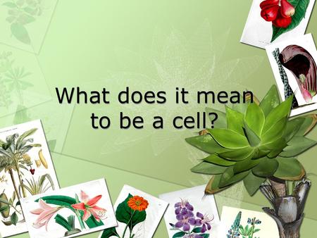 What does it mean to be a cell?