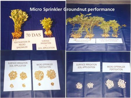 Micro Sprinkler Groundnut performance. Micro sprinkler in onion.
