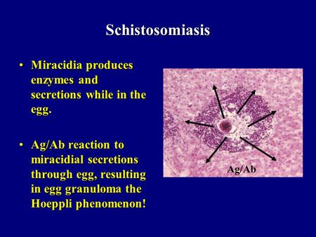 Schistosomiasis Miracidia produces enzymes and secretions while in the egg. Ag/Ab reaction to miracidial secretions through egg, resulting in egg granuloma.