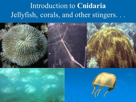 Introduction to Cnidaria Jellyfish, corals, and other stingers. . .