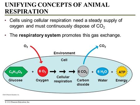 UNIFYING CONCEPTS OF ANIMAL RESPIRATION