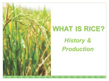 WHAT IS RICE? History & Production.