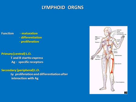 LYMPHOID ORGNS Function - maturation - differentiation - proliferation