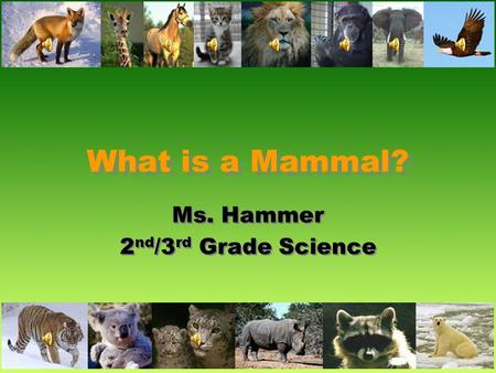 Ms. Hammer 2nd/3rd Grade Science