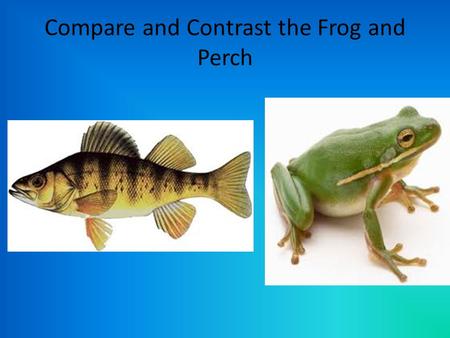 Compare and Contrast the Frog and Perch